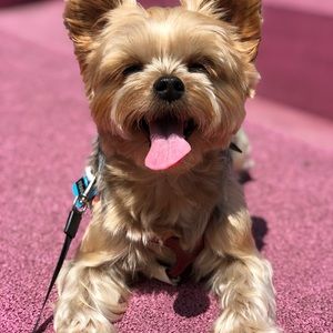 Meet your Posher, Laura